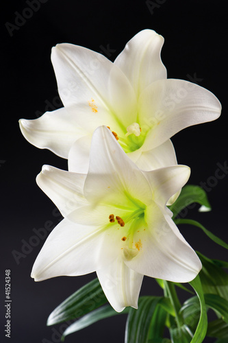 two white lily flowers on black