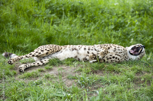 Bilde på lerret Growling Cheetah