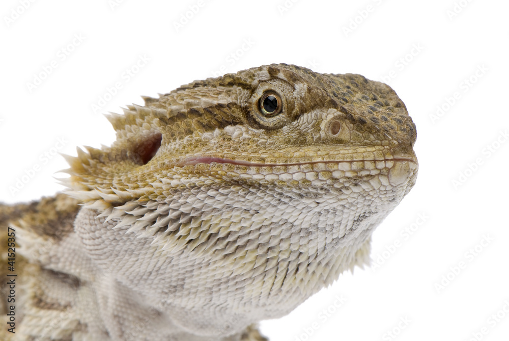 Fototapeta Portrait of bearded dragon, Pogona Vitticeps on white background