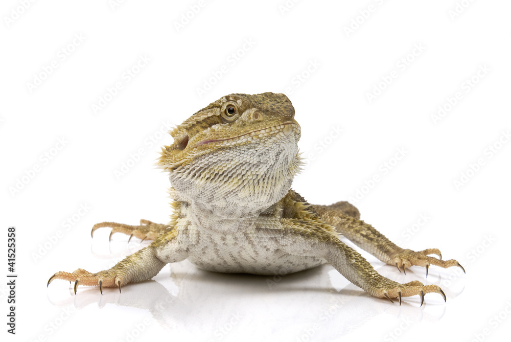 Naklejka premium Bearded dragon, Pogona Vitticeps on white background