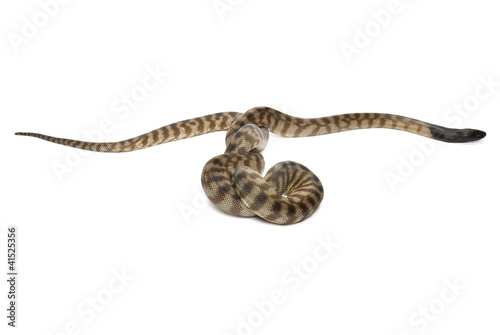 Black headed python, Aspidites melanocephalus on white photo