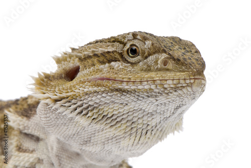 Portrait of bearded dragon  Pogona Vitticeps on white background