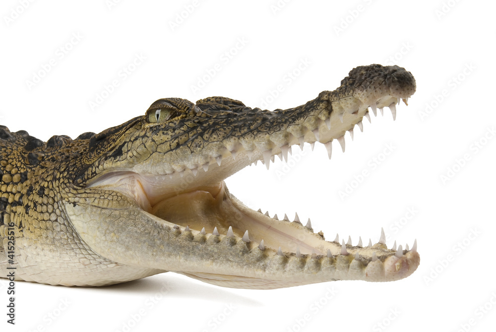 Naklejka premium Australian saltwater crocodile, Crocodylus porosus, on white