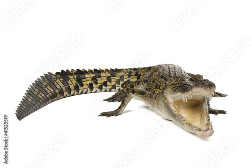 Australian saltwater crocodile, Crocodylus porosus, on white