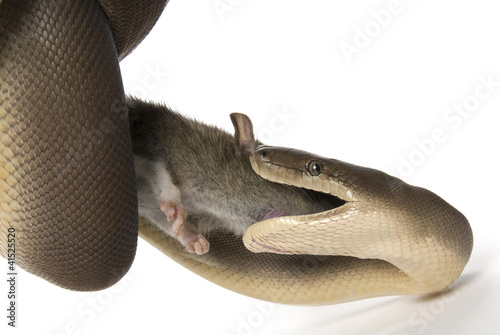 Olive python, Liasis olivaceus, eating a rat on white photo