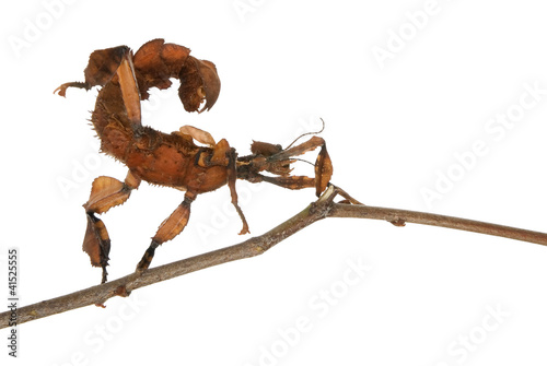 Εκτύπωση καμβά Female spiny leaf insect, Extatosoma tiaratum, on white