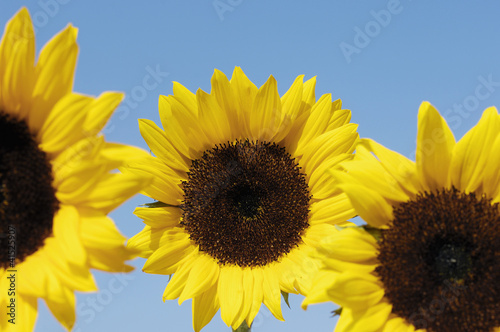 Close up sunflower and sky