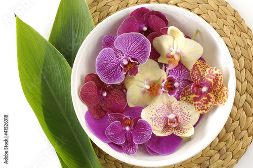 colorful orchid in a spa