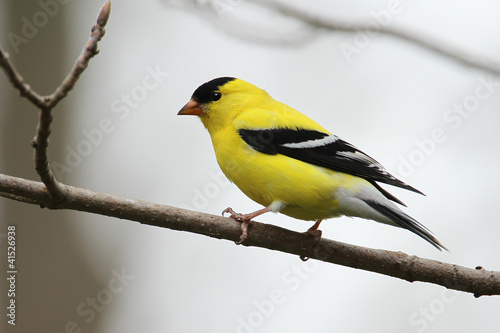 Leinwand Poster Male American Goldfinch (Spinus tristis)
