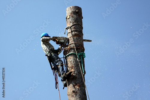 Cutting down a tree