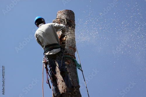 Tree meets chainsaw
