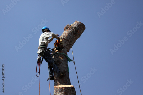 Worker Topping off top of tree