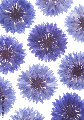 cornflower