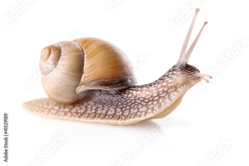 garden snail (Helix aspersa)