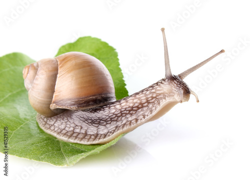 garden snail (Helix aspersa) on green leaf