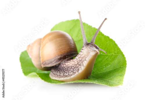 garden snail (Helix aspersa) on green leaf