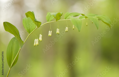 Obraz na płótnie Polygonatum odoratum w salonie