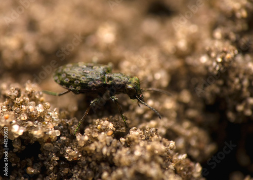 Elaphrus aureus © Gucio_55