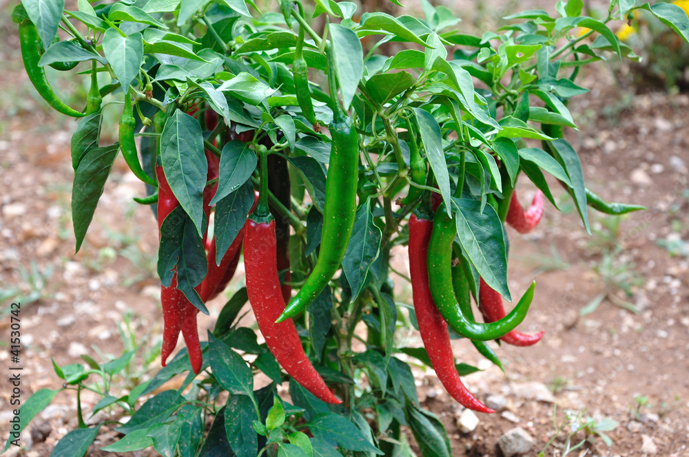 piments 7
