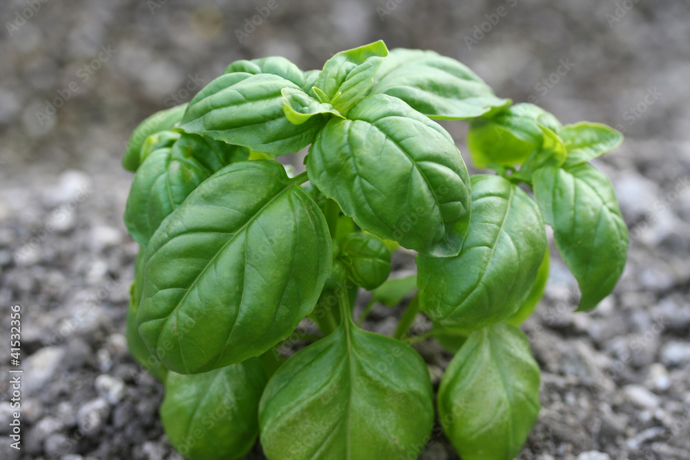 Basil Basil