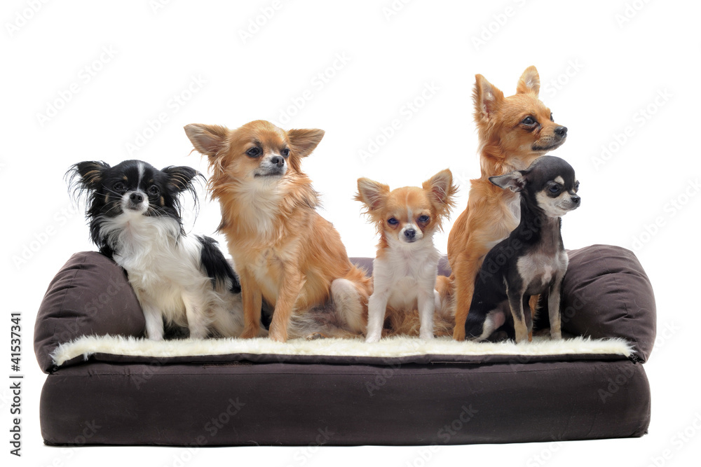 chihuahuas sur canapé chihuahuas sur canapé