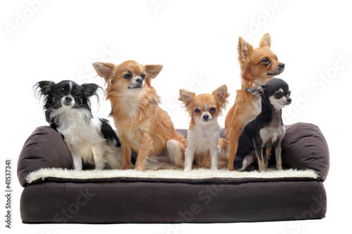 chihuahuas sur canapé