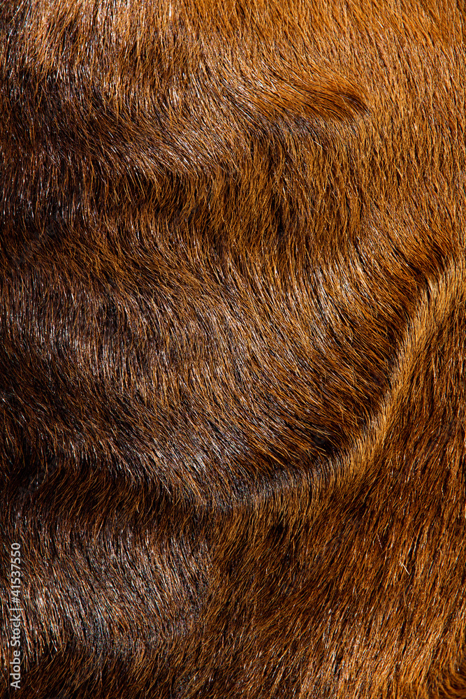 Fototapeta premium close up of anglo nubian sheep wool background texture