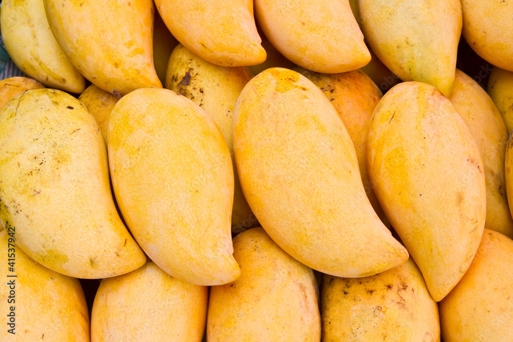 Selling yellow mango in Nongkhai market, Thailand Selling yellow mango in Nongkhai market, Thailand