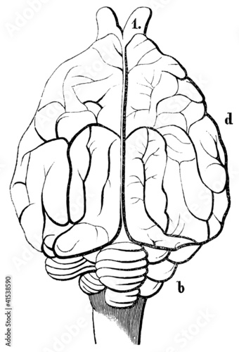 An old engraving of the brain domestic dog