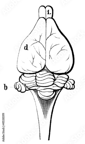 An old engraving of a rabbit brain