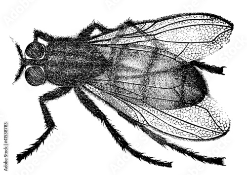 An old engraving shows the housefly (Musca domestica)