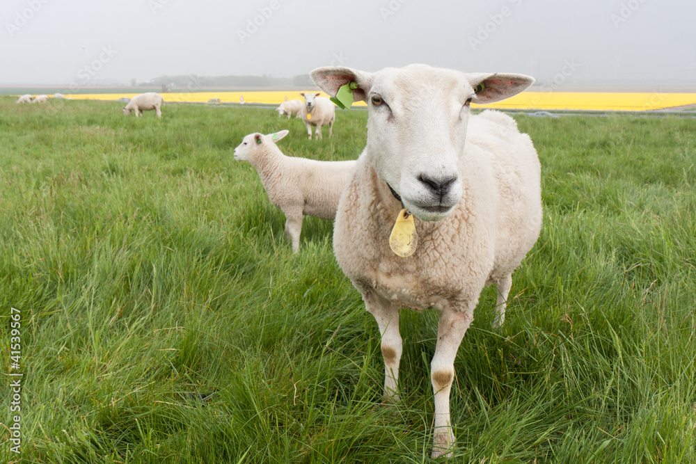 Fototapeta premium Curious sheep from the Netherlands