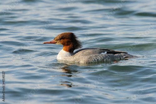 Common Merganser in water.