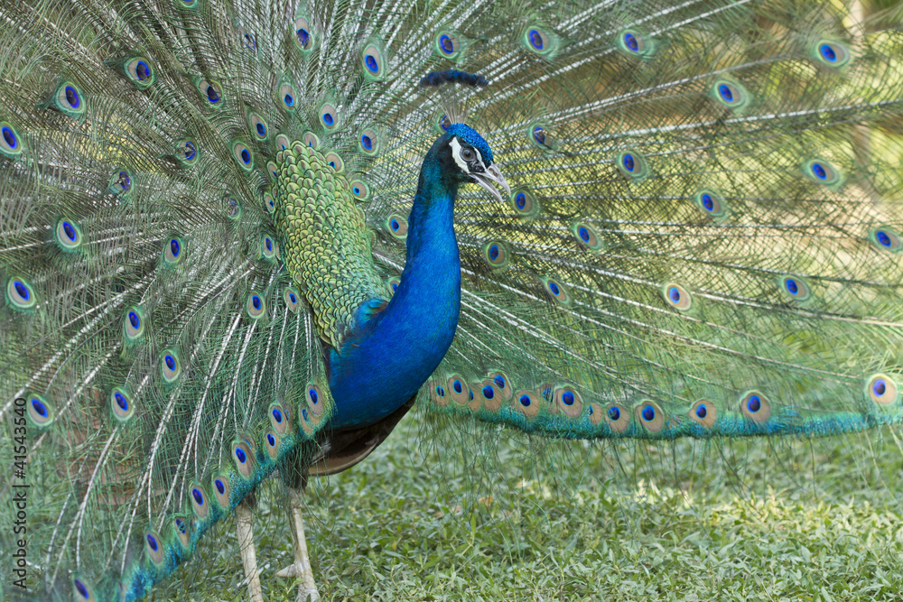 Obraz premium Peacock in flair