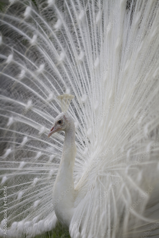 Fototapeta premium white peacock walking with feathers outstretched