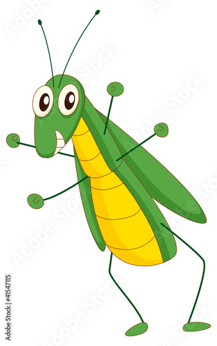 grasshopper
