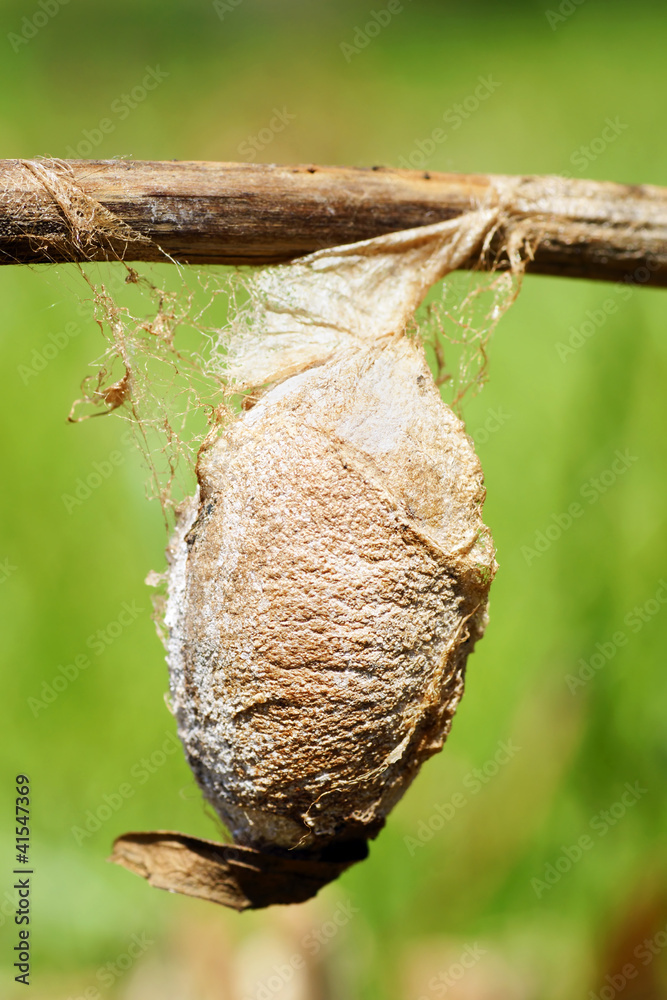 Naklejka premium Cecropia moth cocoon
