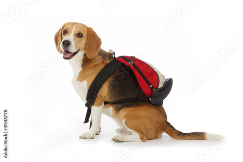 chien beagle avec cartable photo