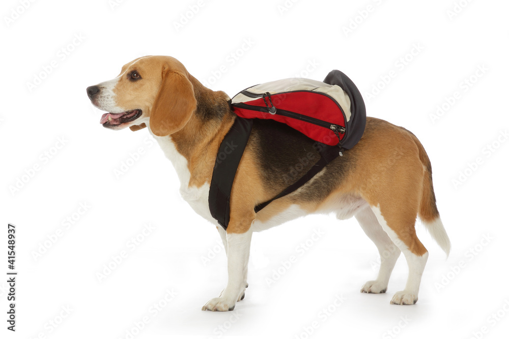 chien Beagle avec cartable
