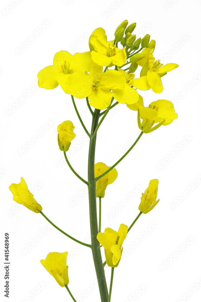 rapsblüte rapsblüte