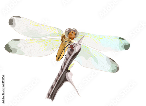 Dragon-fly on a dry branch of barbed