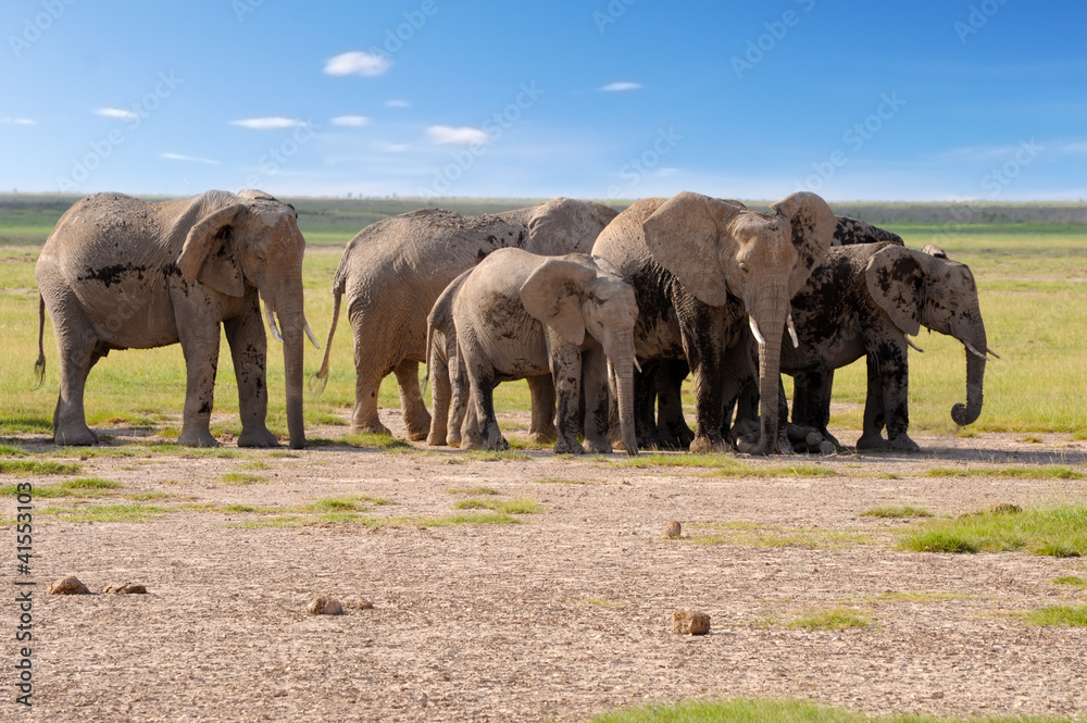 Fototapeta premium A group of savanna elephants with their babies is stay on the sa