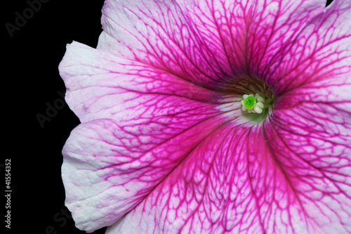 Violet Petunia close up on black background photo