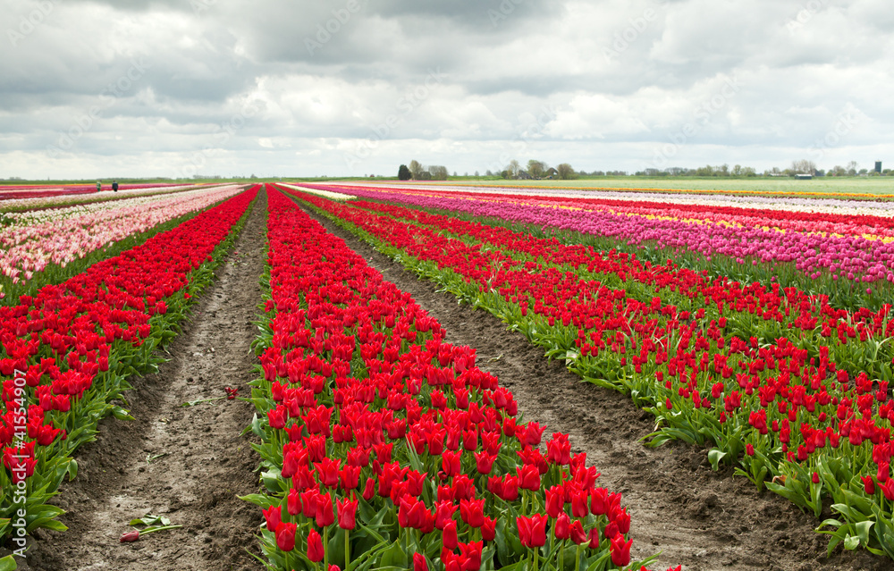 tulip fields in Schagen