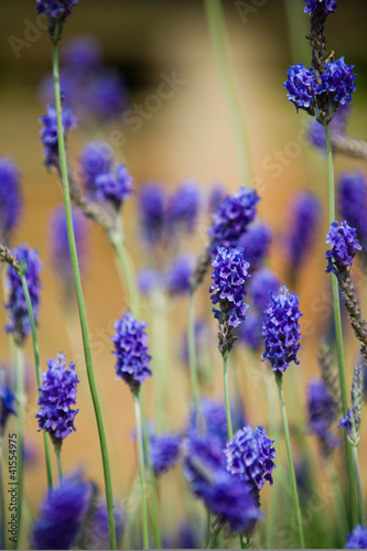 lavender flowers