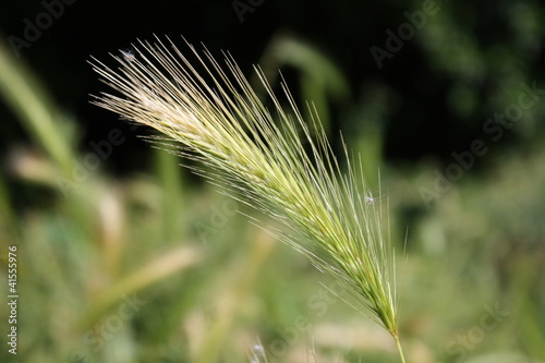 grasähre 2
