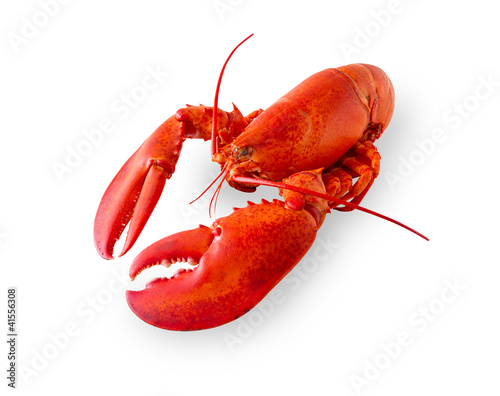 Isolated lobster on white