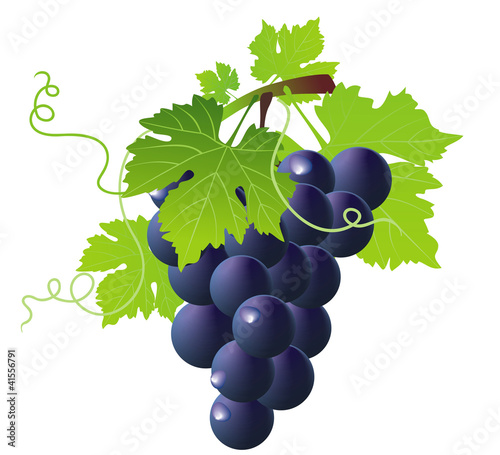 green wine and bunch of blue grapes