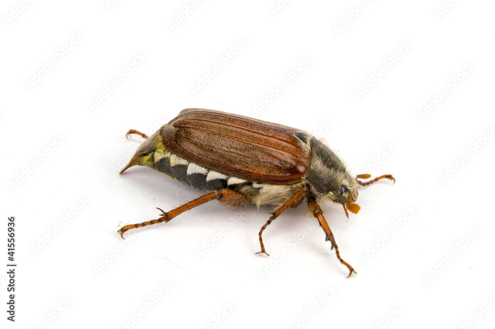 Obraz premium Maikäfer