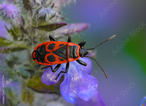 Pyrrhocoris apterus, Firebug